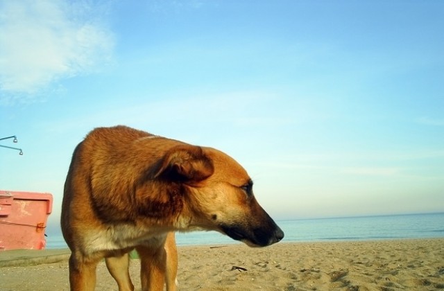 Варненци осиновили 22 бездомни кучета