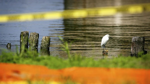 Петролни петна по имиджа