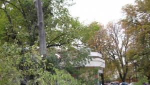 Паднало дърво спря движението по ул Борисова