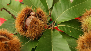 Капани с феромони ще ловят молците в Борисовата градина