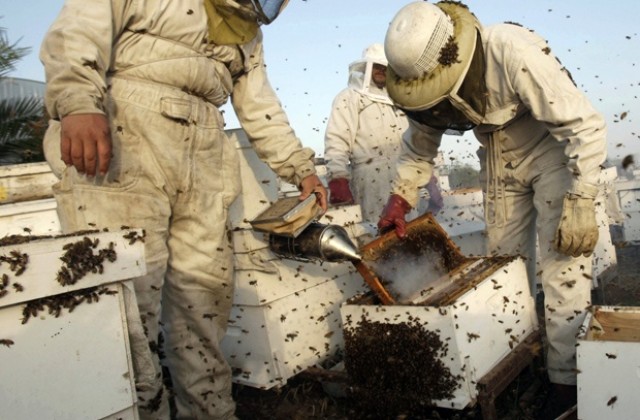 Катастрофа на щатска магистрала разгневи 18 милиона пчели