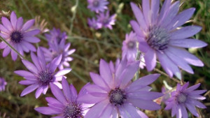 Лекуват деца с цветя