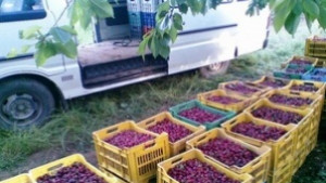 Кметовете определят местата за изкупуване на череши