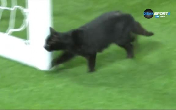Черна котка мина път на 