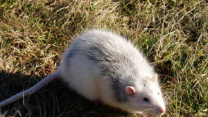 Внимание В пакета със зеленчуци може да се крие и