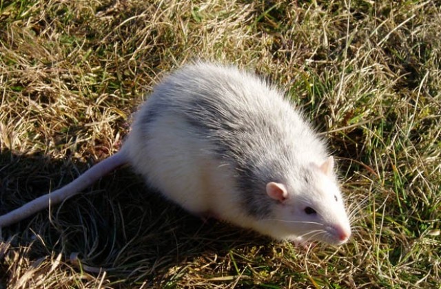 Внимание! В пакета със зеленчуци може да се крие и мишка