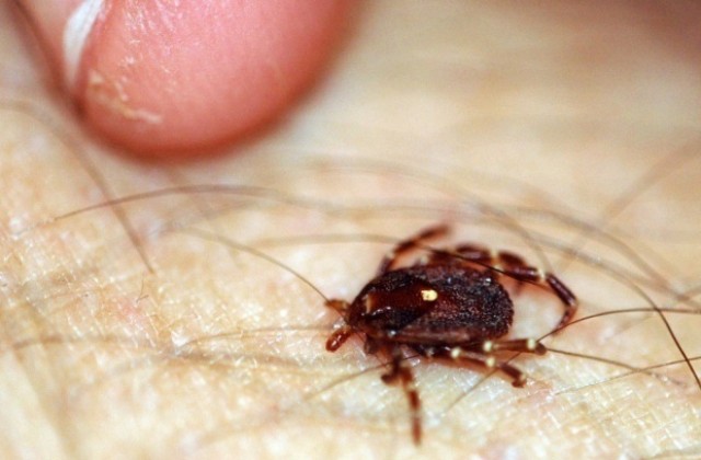 Нашествие на кърлежи, 64 ухапани само за седмица