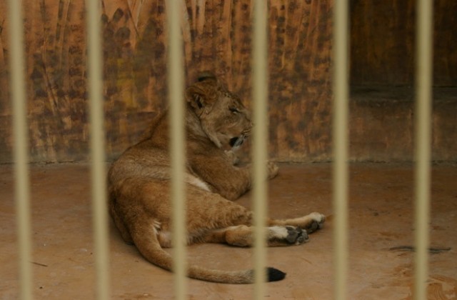 Нови попълнения в столичния зоопарк