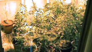 Разкриха оранжерия за отглеждане на марихуана