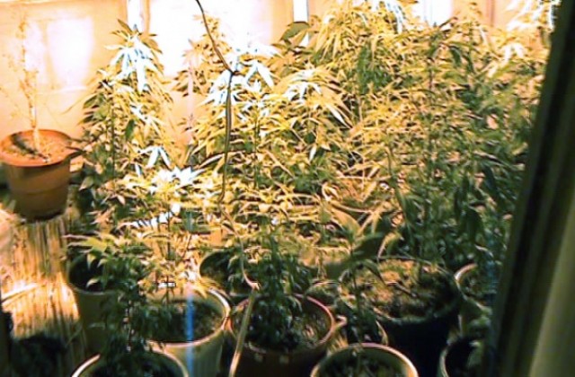Разкриха оранжерия за отглеждане на марихуана
