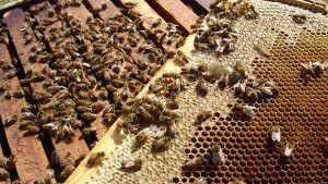 Пчели и стършели гониха от Гражданска защита