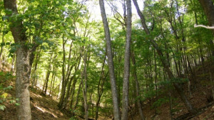 Защитават защитените зони във Варненско ама не докрай