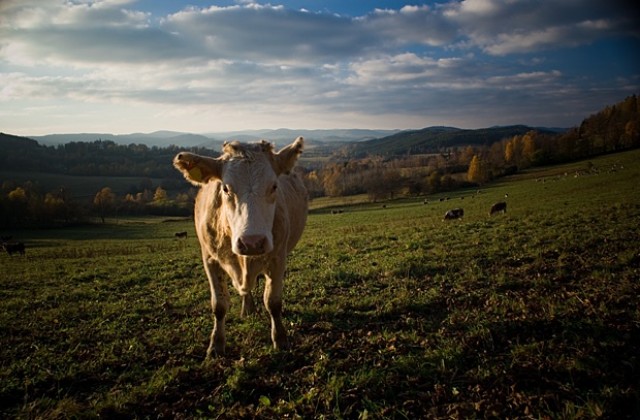 Женят момче за крава, хванали ги в неудобна поза