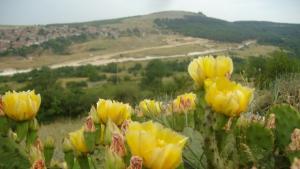 Диви кактуси радват окото край Белослав