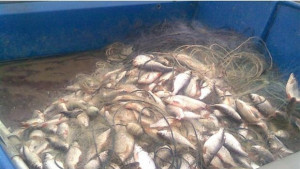 Парична гаранция за инспекторите от ИАРА бракониерствали на язТича