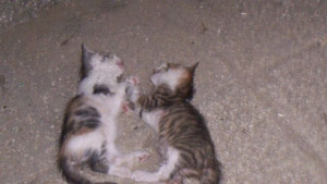 В Казанлък убиват котета с отрова на фосфорна основа