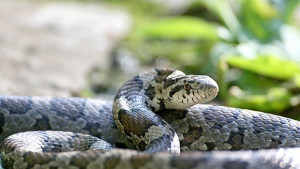 Търсят змия в детска градина