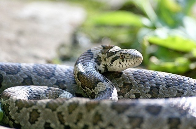 Търсят змия в детска градина