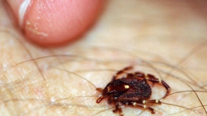 171 ухапани от кърлежи за 18 дни