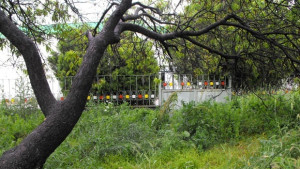 Змии дебнат от неокосени градинки