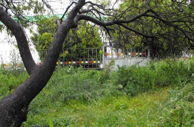 Змии дебнат от неокосени градинки