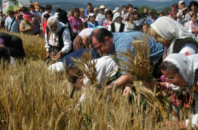 Жътвата в Севлиево вече започна