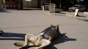 Глутница кучета тормози варненци в центъра