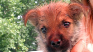 За мъртвите кучета и живите изроди