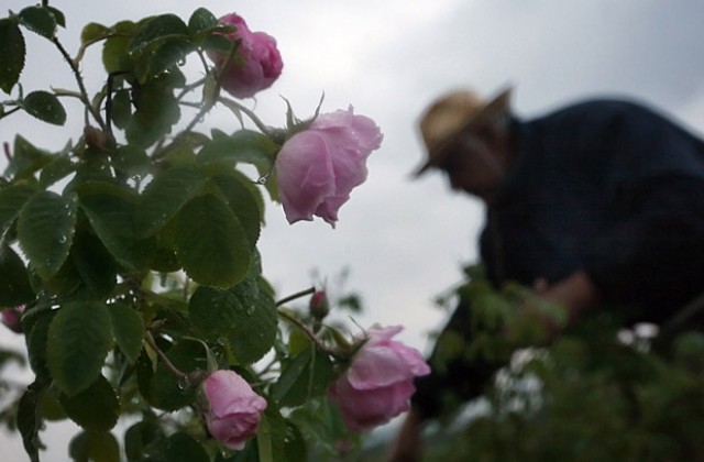 Българската роза е класика в парфюмерията