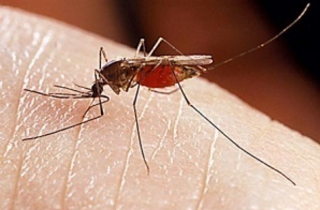 Как да се спасим от комарите