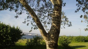 Варненци спасиха 8852 дървета и Дарик помогна