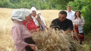 За първи път в Рабово жънат лимец хлябът на траките