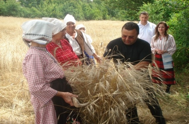 За първи път в Рабово жънат лимец- хлябът на траките