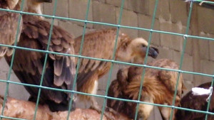 Още лешояди пристигат във Врачанския балкан