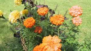 По проект оформят цветни алеи на столични булеварди