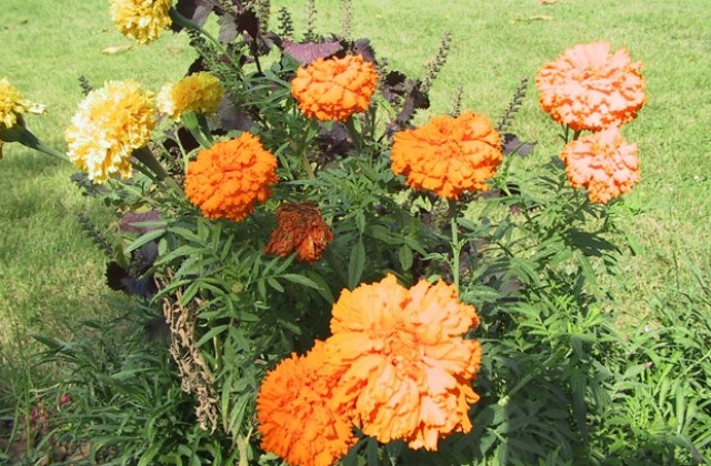 По проект оформят цветни алеи на столични булеварди