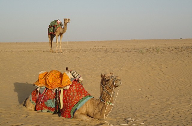 Пускат камилско мляко в британските магазини