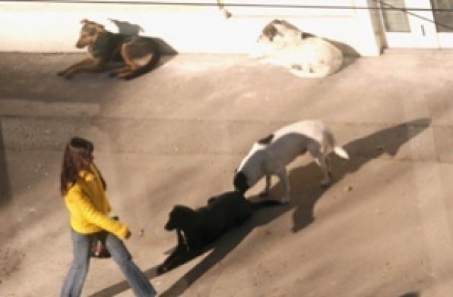 Бездомни кучета около Еса плашат габровци