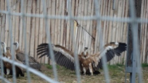 Испански лешояди пристигат в Природния парк край Сливен