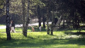 Чистят Южния парк от опасни дървета