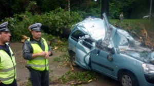 Шефът на Гражданска защита Има поне 3 опасни тополи до