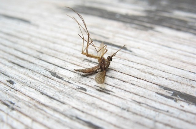 В Силистра пръскат срещу комари на 27 и 28 юли при стабилно време