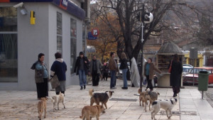 Продължава обработката на безстопанствени кучета в Сливен