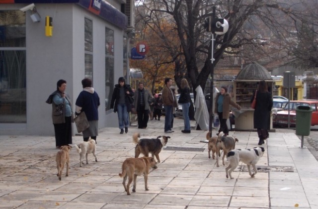 Продължава обработката на безстопанствени кучета в Сливен