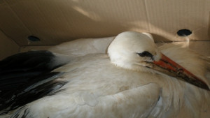 Спасиха ранен бял щъркел