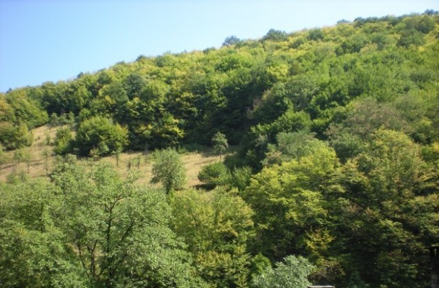 Възстановяват дървесни видове в Природен парк Българка