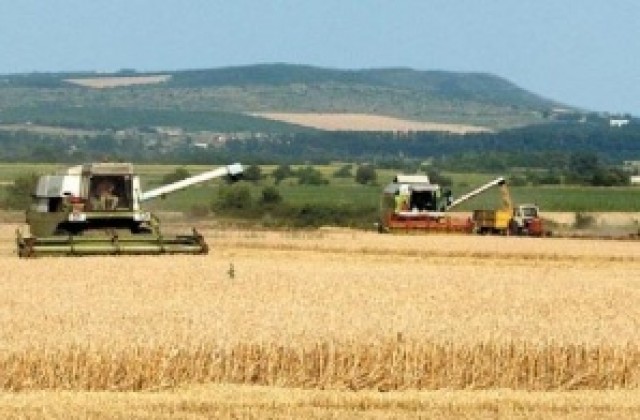 Хванаха крадци, изнесли 2 тона жито