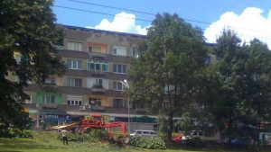 Отстраниха паднала 80годишна акация