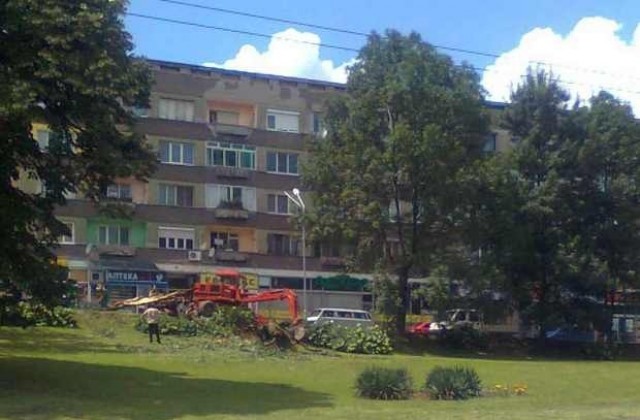 Отстраниха паднала 80-годишна акация