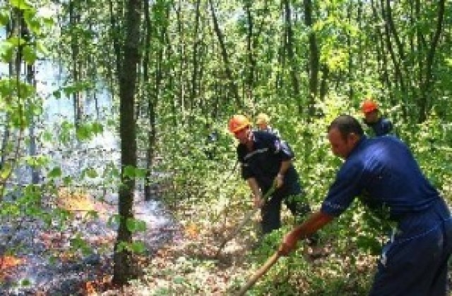 Младежи подпалиха борова гора